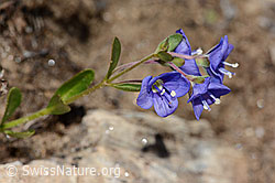 Felsen-Ehrenpreis (Veronica fruticans) (08.2024, C307233)