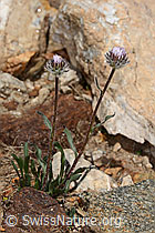 Einköpfiges Berufkraut (Erigeron uniflorus) (C307238) Einköpfiges Berufkraut (Erigeron uniflorus) (C307238)