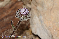 Einköpfiges Berufkraut (Erigeron uniflorus) (C307247) Einköpfiges Berufkraut (Erigeron uniflorus) (C307247)
