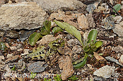 Nordische Gebirgsschrecke (Bohemanella frigida) (C307267)