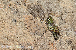Nordische Gebirgsschrecke (Bohemanella frigida) (C307269)