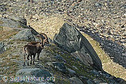 Zwei Alpensteinböcke (Capra ibex) (C310284) Zwei Alpensteinböcke (Capra ibex) (C310284)