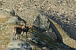 Zwei Alpensteinböcke (Capra ibex) (27.08.2024, C310285)