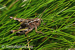 Grosse Höckerschrecke (Arcyptera fusca) (C312743) Grosse Höckerschrecke (Arcyptera fusca) (C312743)