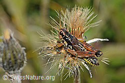 Podisma pedestris (C312753)