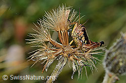 Podisma pedestris (C312755)