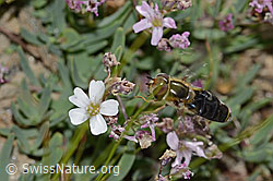 Frühe Grossstirnschwebfliege (Scaeva selenitica) auf Kriechendem Gipskraut (Gypsophila repens) (31.08.2024, C312758)