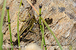 Grosse Höckerschrecke (Arcyptera fusca) (C312802) Grosse Höckerschrecke (Arcyptera fusca) (C312802)