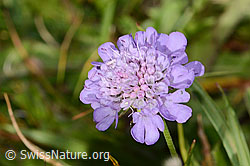 Glänzende Skabiose (Scabiosa lucida) (31.08.2024, C312845)