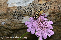Grosse Sumpfschwebfliege (Helophilus trivittatus) auf Glänzender Skabiose (Scabiosa lucida) bitte Bemerkung ansehen (31.08.2024, C312846)