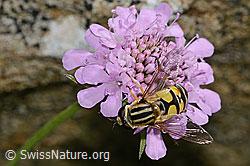 Grosse Sumpfschwebfliege (Helophilus trivittatus) auf Glänzender Skabiose (Scabiosa lucida) (31.08.2024, C312850)