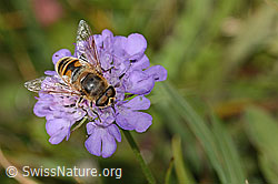 Mistbiene (Eristalis tenax) auf Glänzender Skabiose (Scabiosa lucida) (31.08.2024, C312864)