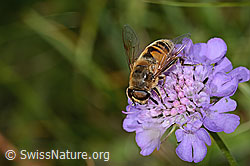 Mistbiene (Eristalis tenax) auf Glänzender Skabiose (Scabiosa lucida) (C312868)