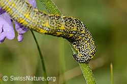 Foto: Alpenspanner (Lycia alpina, Raupe) auf Glänzender Skabiose (Scabiosa lucida)