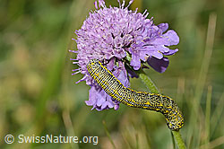 Foto: Alpenspanner (Lycia alpina, Raupe) auf Glänzender Skabiose (Scabiosa lucida)