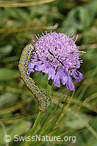 Foto: Alpenspanner (Lycia alpina, Raupe) auf Glänzender Skabiose (Scabiosa lucida)