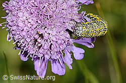 Alpenspanner (Lycia alpina, Raupe) auf Glänzender Skabiose (Scabiosa lucida) (31.08.2024, C312900)