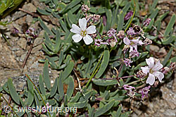 Kriechendes Gipskraut (Gypsophila repens) (31.08.2024, C312905)