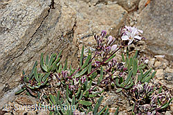 Kriechendes Gipskraut (Gypsophila repens) (C312906) Kriechendes Gipskraut (Gypsophila repens) (C312906)