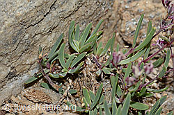 Kriechendes Gipskraut (Gypsophila repens) (C312907) Kriechendes Gipskraut (Gypsophila repens) (C312907)