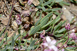 Kriechendes Gipskraut (Gypsophila repens) (C312908) Kriechendes Gipskraut (Gypsophila repens) (C312908)