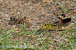 Grosse Höckerschrecke (Arcyptera fusca) (C312922) Grosse Höckerschrecke (Arcyptera fusca) (C312922)
