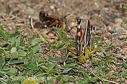Grosse Höckerschrecke (Arcyptera fusca) (C312923) Grosse Höckerschrecke (Arcyptera fusca) (C312923)