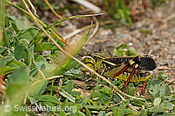 Grosse Höckerschrecke (Arcyptera fusca) (C312924) Grosse Höckerschrecke (Arcyptera fusca) (C312924)