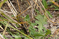 Grosse Höckerschrecke (Arcyptera fusca) (C312927) Grosse Höckerschrecke (Arcyptera fusca) (C312927)