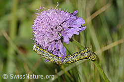 Foto: Alpenspanner (Lycia alpina, Raupe) auf Glänzender Skabiose (Scabiosa lucida)