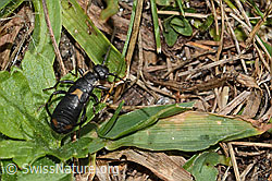 Zweipunkt-Ohrwurm (Anechura bipunctata) (C312963) Zweipunkt-Ohrwurm (Anechura bipunctata) (C312963)