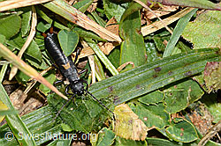 Zweipunkt-Ohrwurm (Anechura bipunctata) (C312970) Zweipunkt-Ohrwurm (Anechura bipunctata) (C312970)