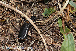 Zweipunkt-Ohrwurm (Anechura bipunctata) (C312981) Zweipunkt-Ohrwurm (Anechura bipunctata) (C312981)