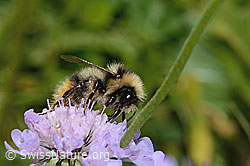 Foto: Pyrenäenhummel (Bombus pyrenaeus) auf Glänzender Skabiose (Scabiosa lucida)