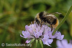 Foto: Pyrenäenhummel (Bombus pyrenaeus) auf Glänzender Skabiose (Scabiosa lucida)