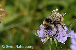 Foto: Pyrenäenhummel (Bombus pyrenaeus) auf Glänzender Skabiose (Scabiosa lucida)