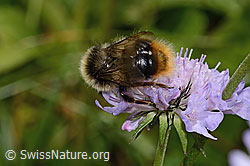 Foto: Pyrenäenhummel (Bombus pyrenaeus) auf Glänzender Skabiose (Scabiosa lucida)