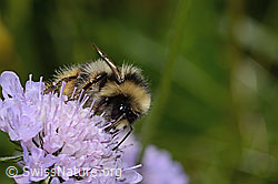 Foto: Pyrenäenhummel (Bombus pyrenaeus) auf Glänzender Skabiose (Scabiosa lucida)