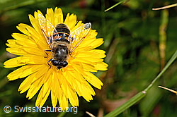 Mistbiene (Eristalis tenax) auf Steifhaarigem Milchkraut (Leontodon hispidus ssp. hispidus) (C312997) Mistbiene (Eristalis tenax) auf Steifhaarigem Milchkraut (Leontodon hispidus ssp. hispidus) (C312997)