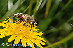 Mistbiene (Eristalis tenax) auf Steifhaarigem Milchkraut (Leontodon hispidus ssp. hispidus) (C312999) Mistbiene (Eristalis tenax) auf Steifhaarigem Milchkraut (Leontodon hispidus ssp. hispidus) (C312999)