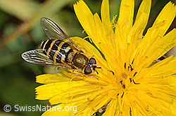 Gewöhnliches Raues Milchkraut (Leontodon hispidus ssp. hispidus)
