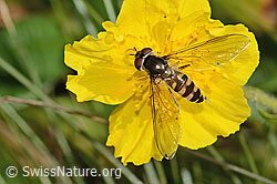 Goldhalsschwebfliege (Meliscaeva auricollis) auf Grossblütiges Sonnenröschen (Helianthemum nummularium ssp. grandiflorum) (31.08.2024, C313008)