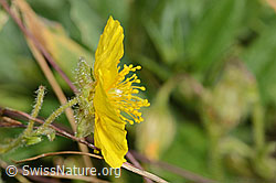 Grossblütiges Sonnenröschen (Helianthemum nummularium ssp. grandiflorum) (C313018)
