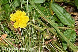 Grossblütiges Sonnenröschen (Helianthemum nummularium ssp. grandiflorum) (C313020)