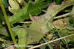Gewöhnliches Raues Milchkraut (Leontodon hispidus ssp. hispidus) (C313027) Gewöhnliches Raues Milchkraut (Leontodon hispidus ssp. hispidus) (C313027)