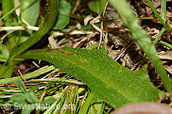 Gewöhnliches Raues Milchkraut (Leontodon hispidus ssp. hispidus) (C313028) Gewöhnliches Raues Milchkraut (Leontodon hispidus ssp. hispidus) (C313028)