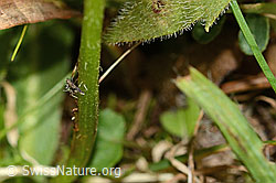 Gewöhnliches Raues Milchkraut (Leontodon hispidus ssp. hispidus) (C313029) Gewöhnliches Raues Milchkraut (Leontodon hispidus ssp. hispidus) (C313029)