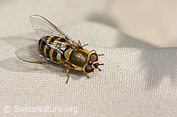 Behaarte Schwebfliege (Syrphus torvus) (31.08.2024, C313056)