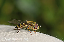 Behaarte Schwebfliege (Syrphus torvus) (31.08.2024, C313061)