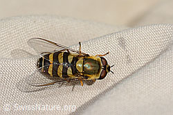 Behaarte Schwebfliege (Syrphus torvus) (C313064) Behaarte Schwebfliege (Syrphus torvus) (C313064)